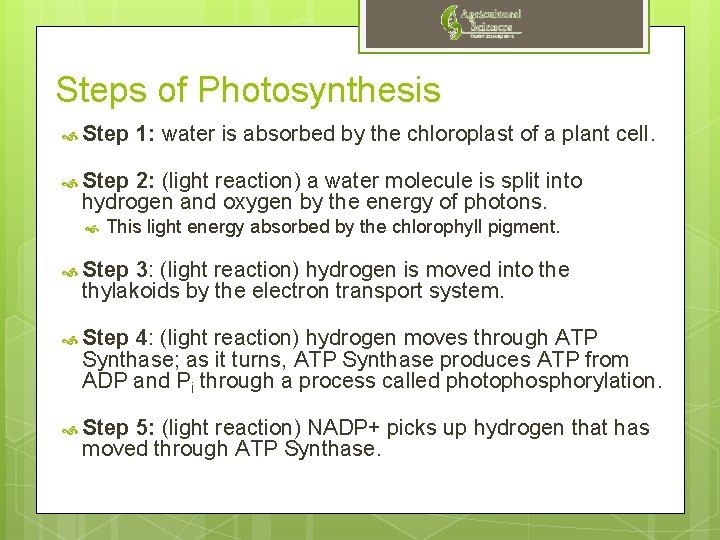 Steps of Photosynthesis Step 1: water is absorbed by the chloroplast of a plant