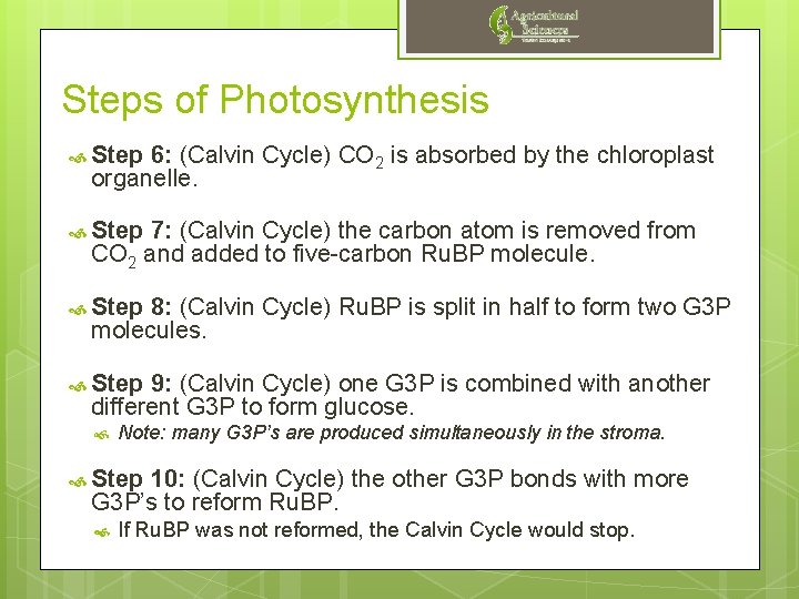 Steps of Photosynthesis Step 6: (Calvin Cycle) CO 2 is absorbed by the chloroplast