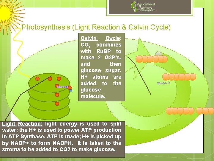 Photosynthesis (Light Reaction & Calvin Cycle) Calvin Cycle: CO 2 combines with Ru. BP