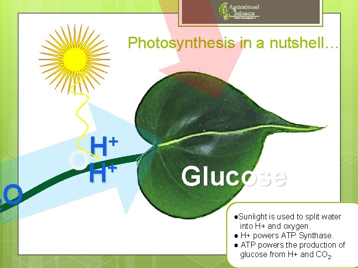 O 2 Photosynthesis in a nutshell… + H OH+ H Glucose ●Sunlight is used