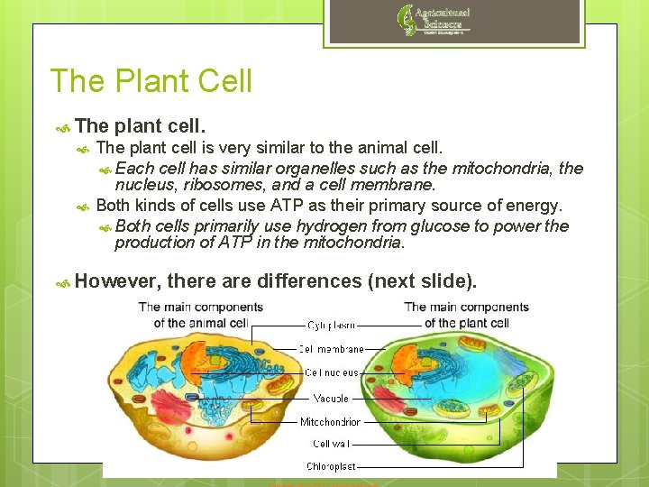 The Plant Cell The plant cell. The plant cell is very similar to the