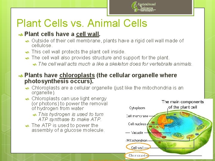 Plant Cells vs. Animal Cells Plant cells have a cell wall. Outside of their