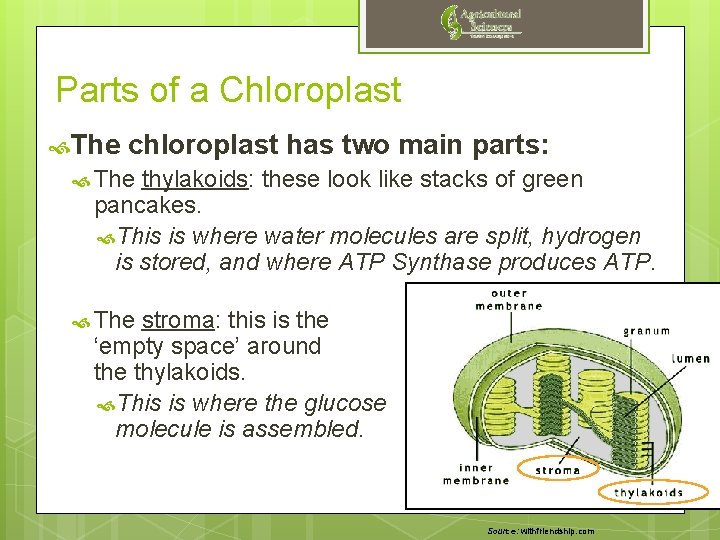 Parts of a Chloroplast The chloroplast has two main parts: The thylakoids: these look