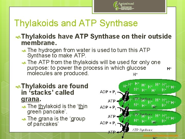 Thylakoids and ATP Synthase Thylakoids membrane. have ATP Synthase on their outside The hydrogen