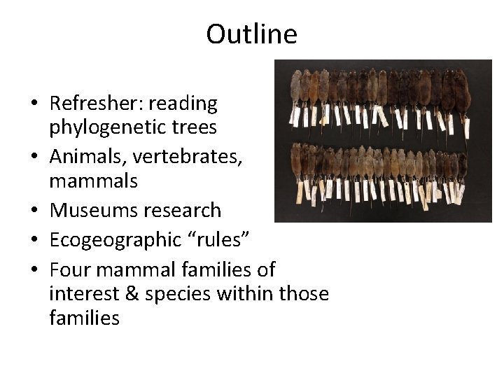 Outline • Refresher: reading phylogenetic trees • Animals, vertebrates, mammals • Museums research •