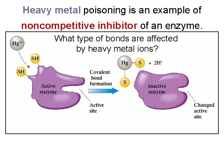 Heavy metal poisoning is an example of noncompetitive inhibitor of an enzyme. What type