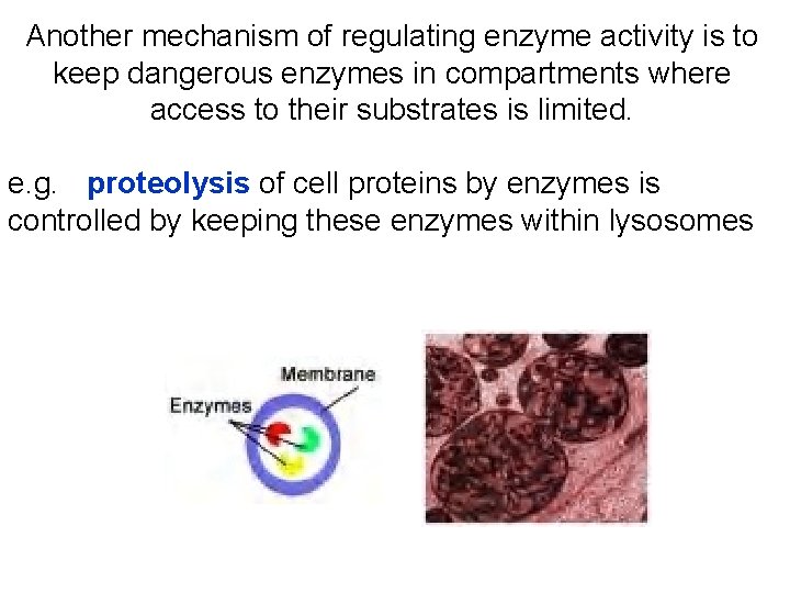 Another mechanism of regulating enzyme activity is to keep dangerous enzymes in compartments where