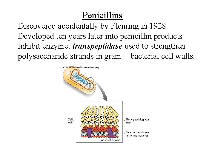 Penicillins Discovered accidentally by Fleming in 1928 Developed ten years later into penicillin products