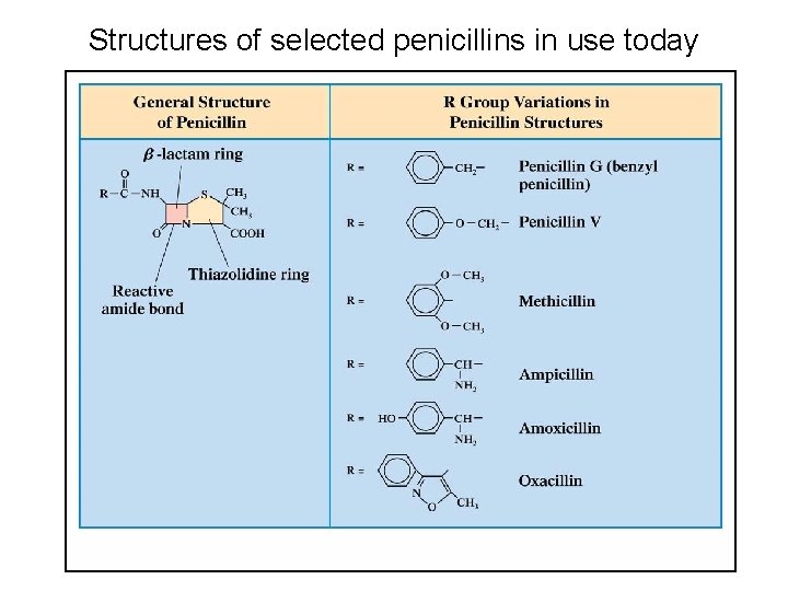 Structures of selected penicillins in use today 