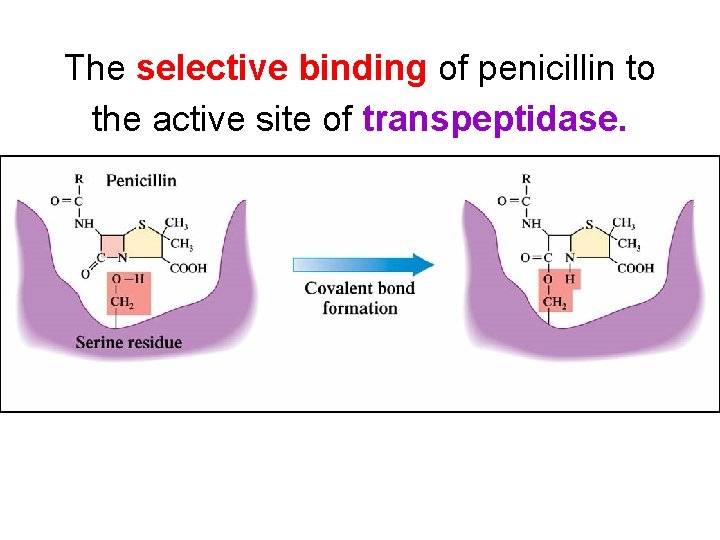 The selective binding of penicillin to the active site of transpeptidase. 