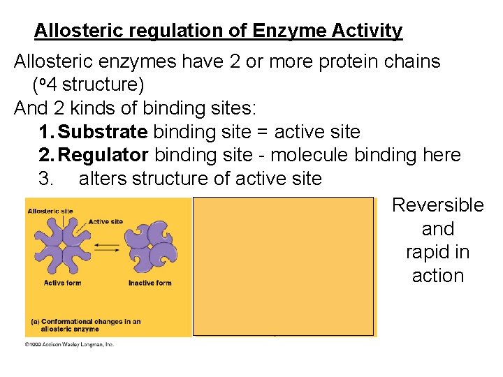 Allosteric regulation of Enzyme Activity Allosteric enzymes have 2 or more protein chains (o