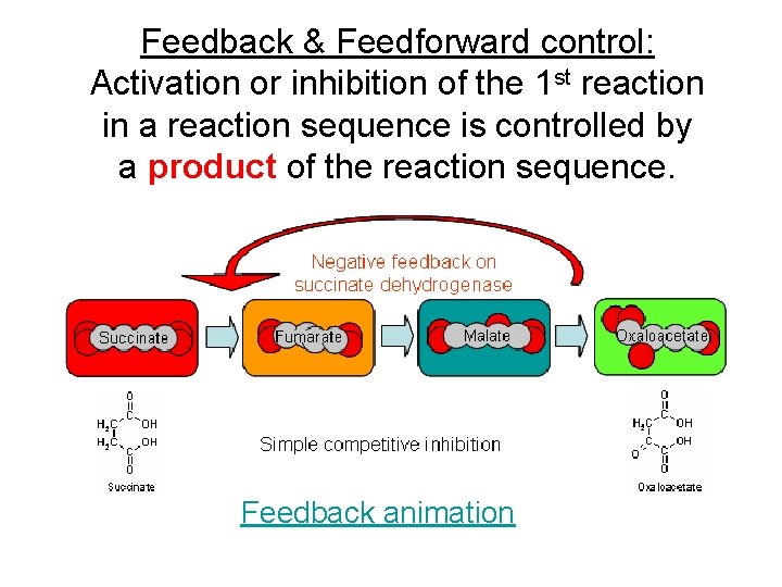 Feedback & Feedforward control: Activation or inhibition of the 1 st reaction in a