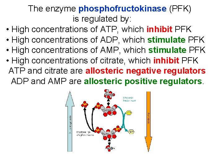 The enzyme phosphofructokinase (PFK) is regulated by: • High concentrations of ATP, which inhibit