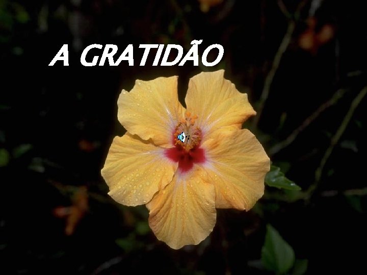 A GRATIDÃO 