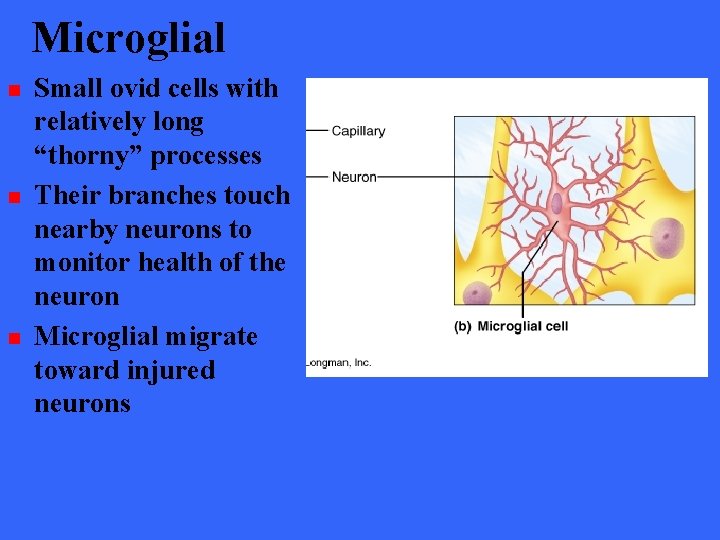 Microglial n n n Small ovid cells with relatively long “thorny” processes Their branches