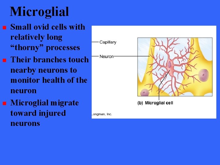 Microglial n n n Small ovid cells with relatively long “thorny” processes Their branches