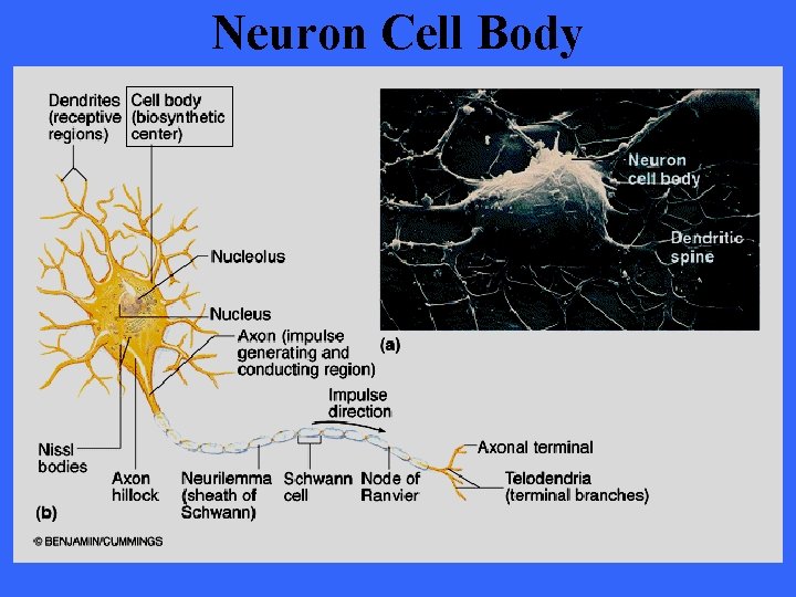 Neuron Cell Body 