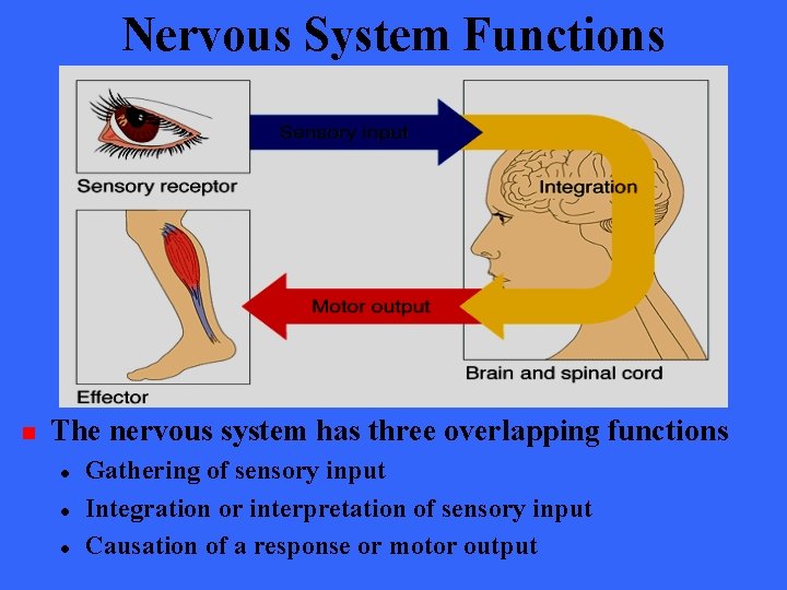 Nervous System Functions n The nervous system has three overlapping functions l l l