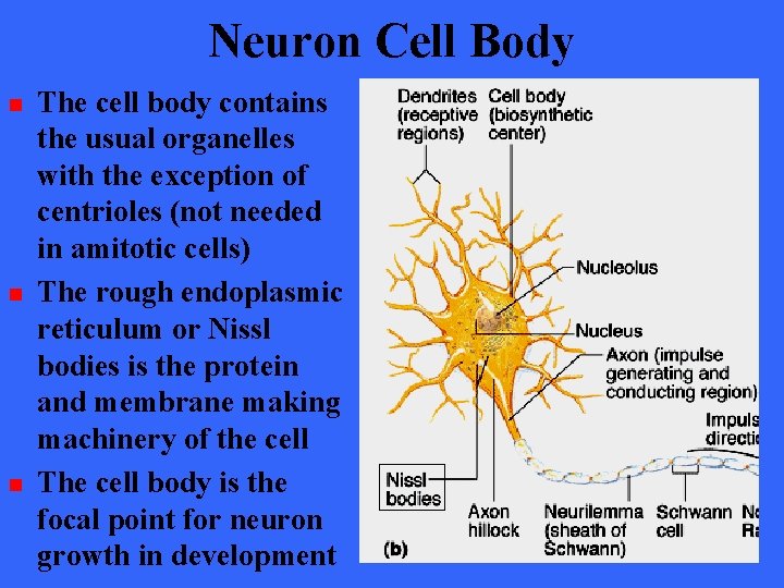 Neuron Cell Body n n n The cell body contains the usual organelles with