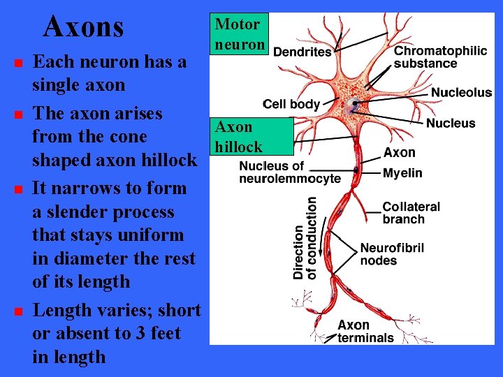 Axons n n Motor neuron Each neuron has a single axon The axon arises