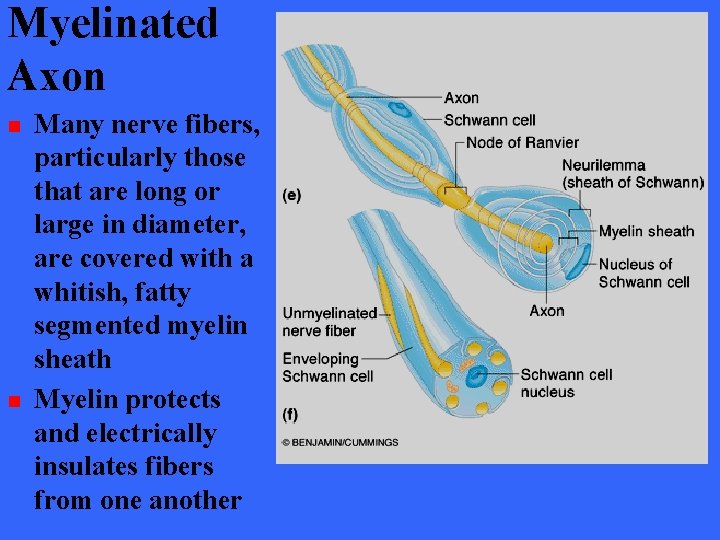 Myelinated Axon n n Many nerve fibers, particularly those that are long or large