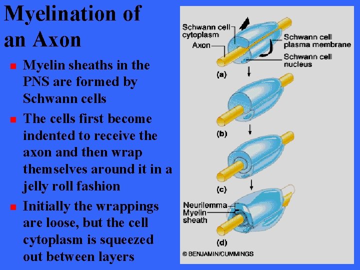 Myelination of an Axon n Myelin sheaths in the PNS are formed by Schwann