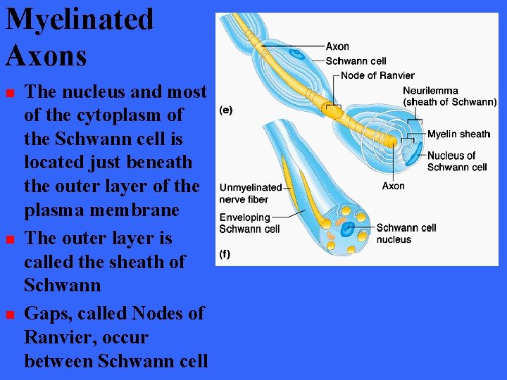 Myelinated Axons n n n The nucleus and most of the cytoplasm of the