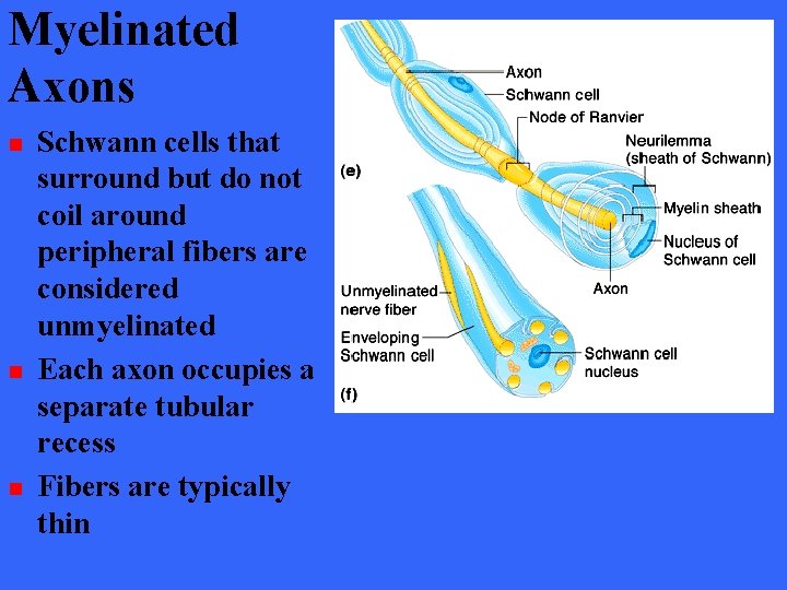 Myelinated Axons n n n Schwann cells that surround but do not coil around