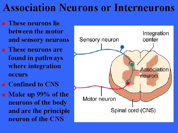 Association Neurons or Interneurons n n These neurons lie between the motor and sensory