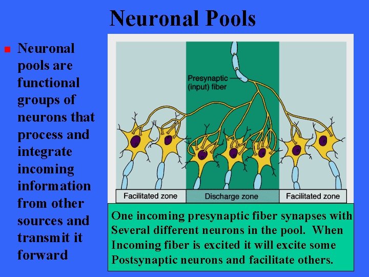 Neuronal Pools n Neuronal pools are functional groups of neurons that process and integrate