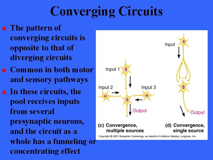 Converging Circuits n n n The pattern of converging circuits is opposite to that