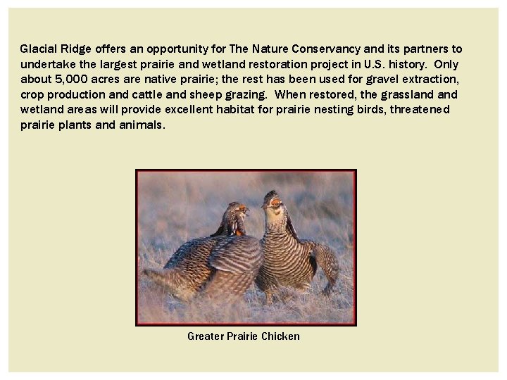 Glacial Ridge offers an opportunity for The Nature Conservancy and its partners to undertake Glacial Ridge offers an opportunity for The Nature Conservancy and its partners to undertake
