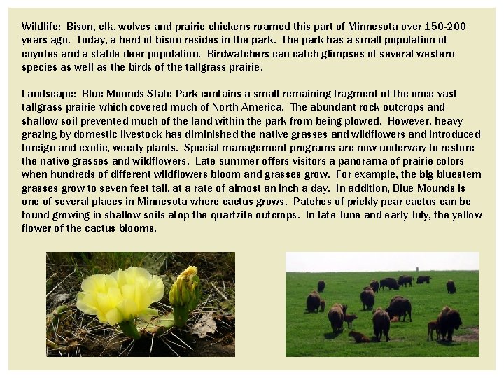 Wildlife: Bison, elk, wolves and prairie chickens roamed this part of Minnesota over 150 Wildlife: Bison, elk, wolves and prairie chickens roamed this part of Minnesota over 150
