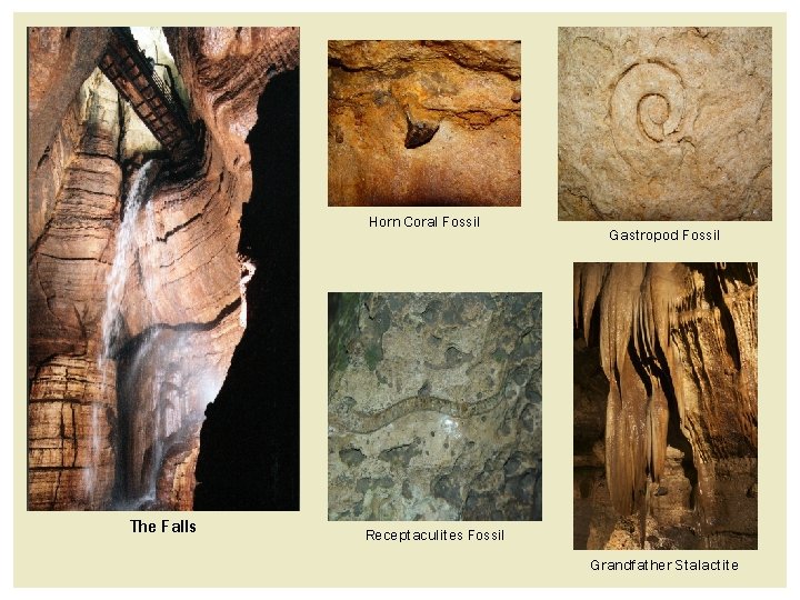 Horn Coral Fossil The Falls Gastropod Fossil Receptaculites Fossil Grandfather Stalactite Horn Coral Fossil The Falls Gastropod Fossil Receptaculites Fossil Grandfather Stalactite