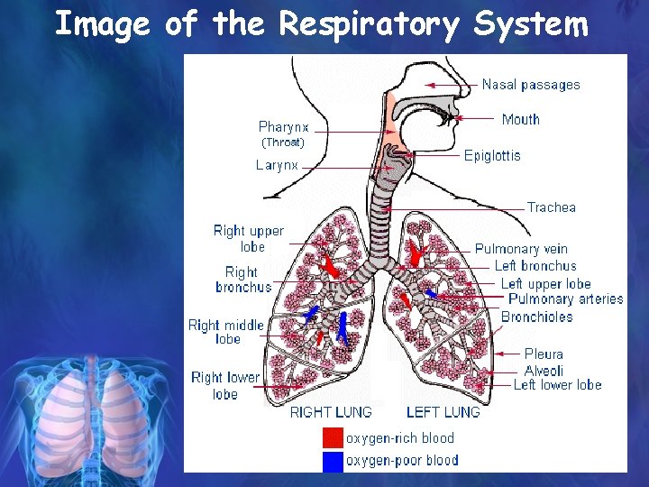 Image of the Respiratory System 