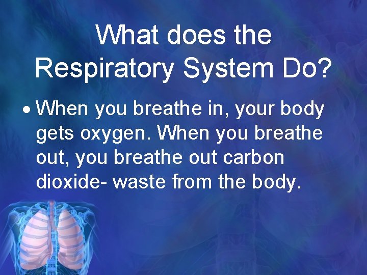 What does the Respiratory System Do? When you breathe in, your body gets oxygen.