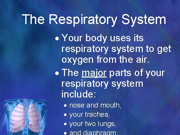 The Respiratory System Your body uses its respiratory system to get oxygen from the