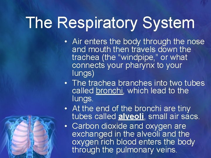 The Respiratory System • Air enters the body through the nose and mouth then