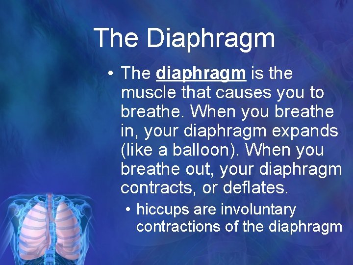 The Diaphragm • The diaphragm is the muscle that causes you to breathe. When