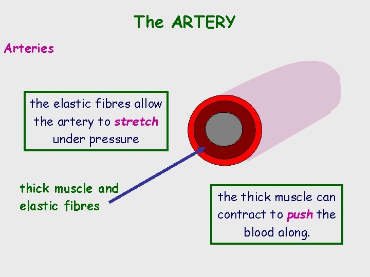 The ARTERY Arteries the elastic fibres allow the artery to stretch under pressure thick