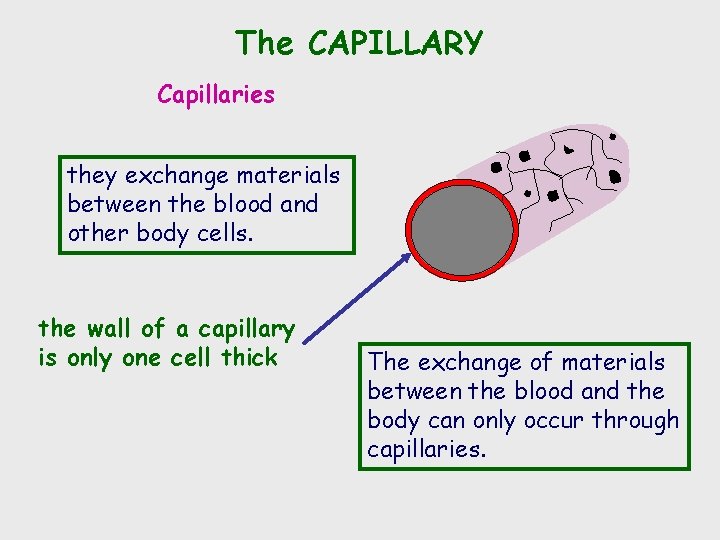 The CAPILLARY Capillaries they exchange materials between the blood and other body cells. the