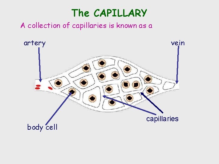 The CAPILLARY A collection of capillaries is known as a artery body cell vein