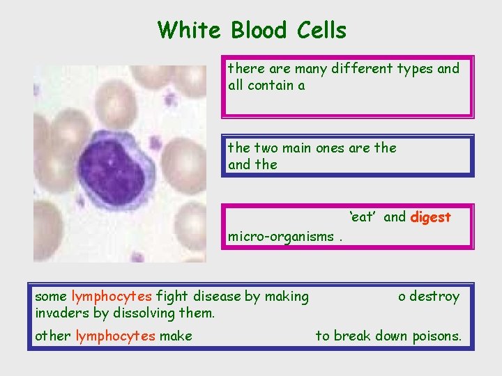 White Blood Cells there are many different types and all contain a the two