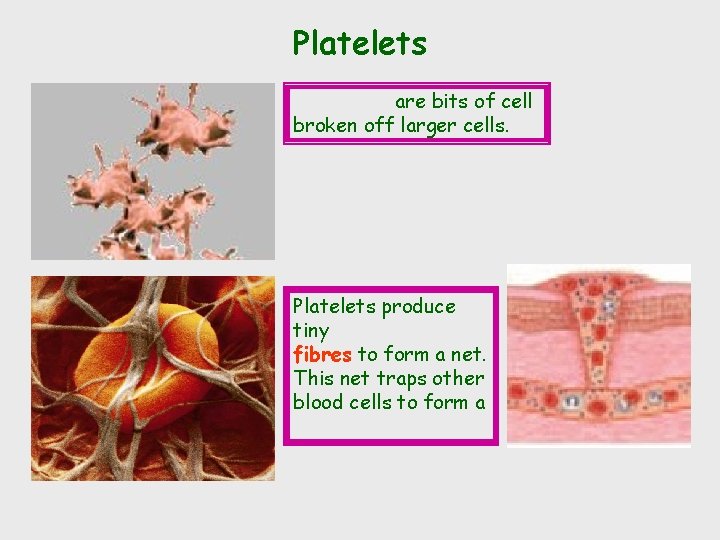 Platelets are bits of cell broken off larger cells. Platelets produce tiny fibres to