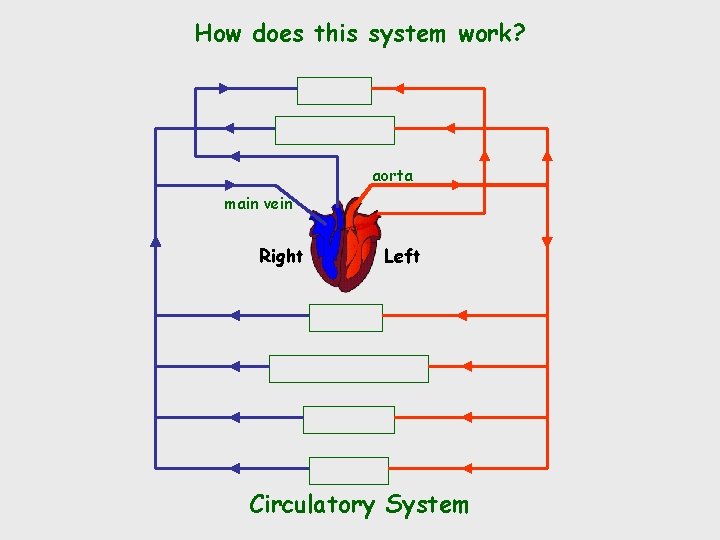 How does this system work? aorta main vein Right Left Circulatory System 