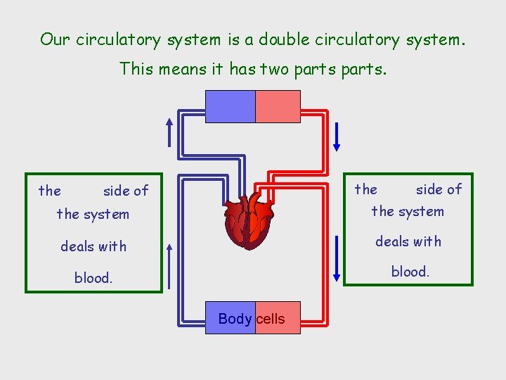 Our circulatory system is a double circulatory system. This means it has two parts.