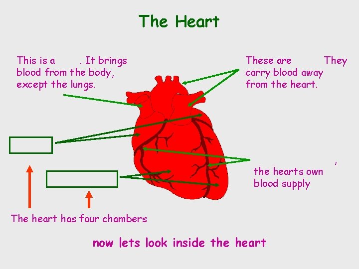 The Heart This is a. It brings blood from the body, except the lungs.