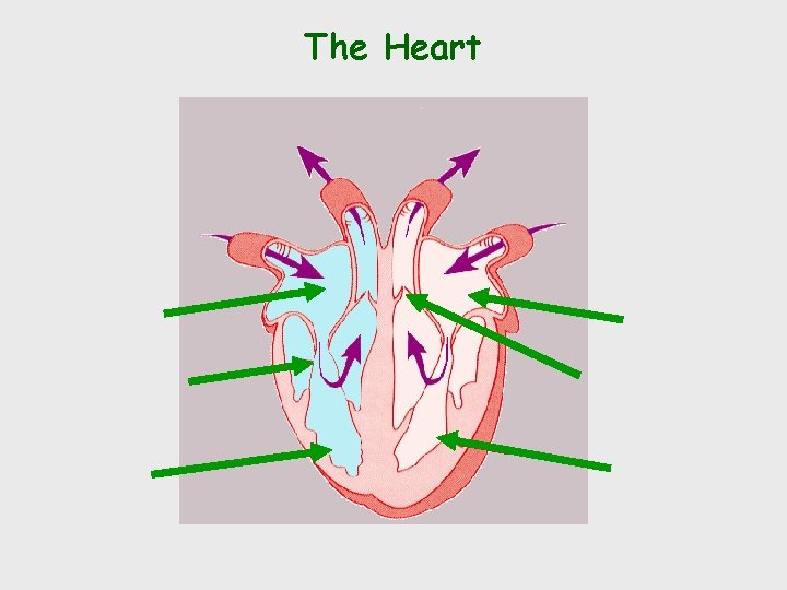 The Heart 