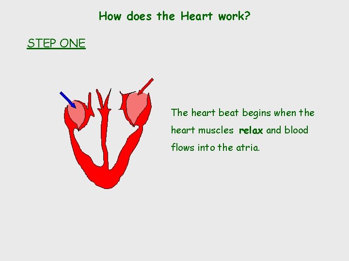 How does the Heart work? STEP ONE The heart beat begins when the heart