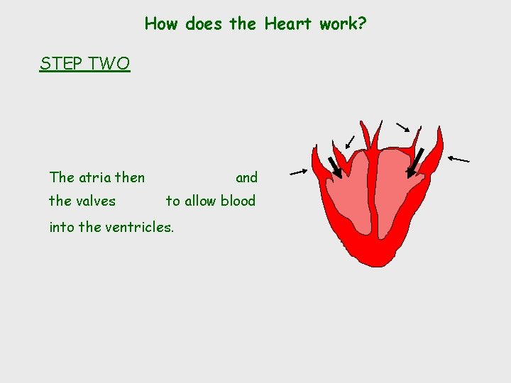 How does the Heart work? STEP TWO The atria then the valves and to